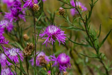 Çiçekli çayır yosunu, Centaurea jacea, çayırda..