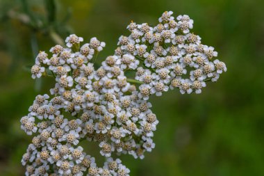 common yarrow achillea millefolium with fly Tachina fera. clipart