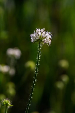 Dipsacus pilosus, Small Teasel. Wild plant shot in summer.