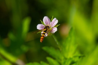 Siberian geranium Geranium sibiricum grows in summer in the wild. clipart