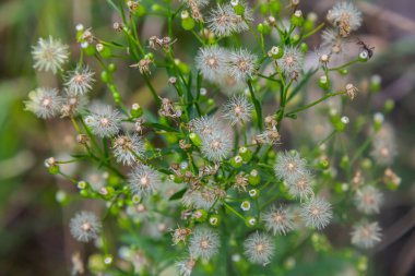 Erigeron kanadensis yazın doğada yetişir..