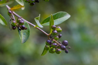 Doğal yeşil bir arka planda izole edilmiş yabani mahrem ya da ortak mahremiyet ya da Avrupa özel ligustrum vulgare meyve ve meyveleri.
