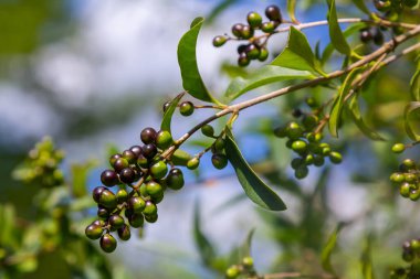 Doğal yeşil bir arka planda izole edilmiş yabani mahrem ya da ortak mahremiyet ya da Avrupa özel ligustrum vulgare meyve ve meyveleri.