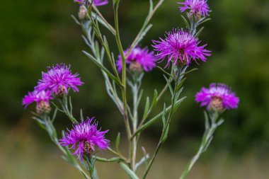 Çiçekli çayır yosunu, Centaurea jacea, çayırda..