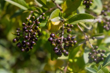 Doğal yeşil bir arka planda izole edilmiş yabani mahrem ya da ortak mahremiyet ya da Avrupa özel ligustrum vulgare meyve ve meyveleri.