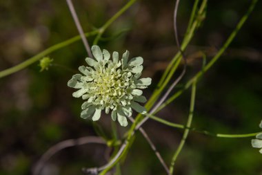 Cream scabious pincushion, Scabiosa ochroleuca, in flower. clipart