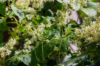 Wild cucumber, Echinocystis lobata white flowers closeup selective focus. clipart