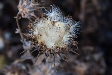 Milk thistle seed head - Latin name - Silybum marianum. clipart