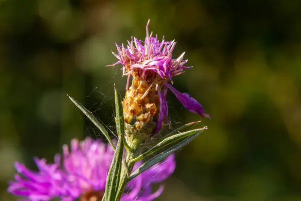 stock image Blooming meadow knapweed, Centaurea jacea, on the meadow.