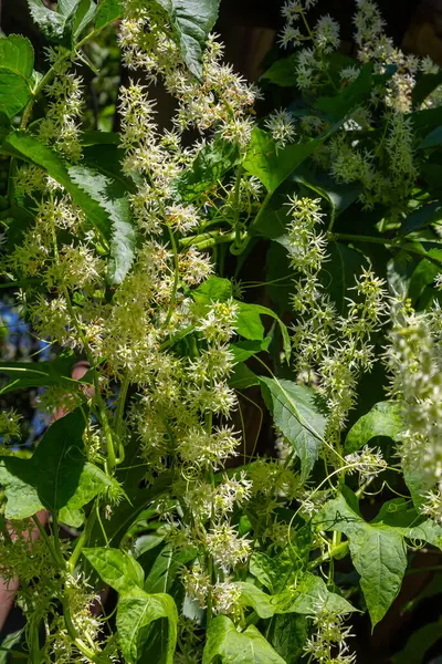 stock image Wild cucumber, Echinocystis lobata white flowers closeup selective focus.