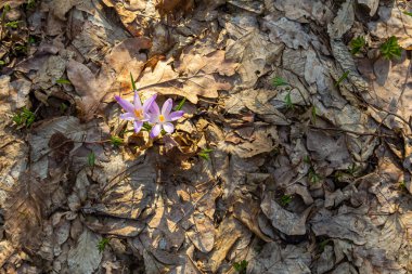 Crocus heuffelianus ya da Crocus vernus 'un dev krokusu ile kapatın. Ormanda açan mor çiçek..