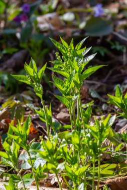 İlkbaharda vahşi Merkür 'de Perennis ormanda yetişir..