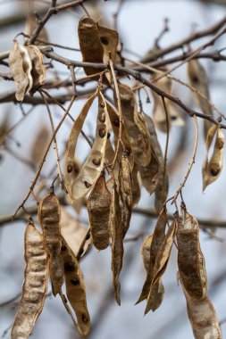 Close up of a brown color 'Robinia pseudoacacia' seed pod against a bright nature background. clipart