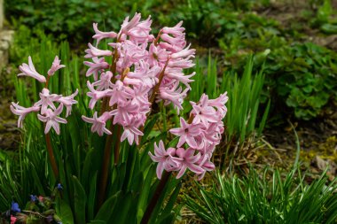 Bahçedeki pembe Hyacinthus. Geleneksel bahar çiçeği.