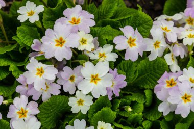 Bahar bahçesinde Primrose, primula vulgaris çiçekleri.