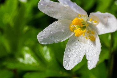 Bahar ormanındaki bir sürü yabani çiçek. Çiçekli güzellik, doğa, doğal. Güneşli bir yaz günü, parkta yeşil çimenler. Anemonoides nemorosa.