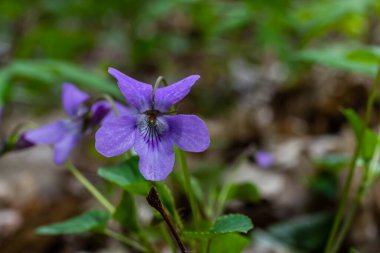 Viola odorata. Kokulu olsun. İlkbaharda açan mor çiçek ormanı. İlk bahar çiçeği, mor. Vahşi menekşeler.