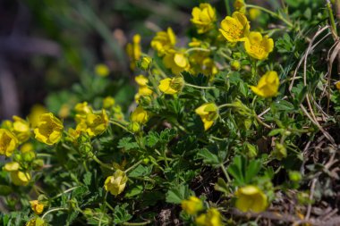 Potentilla erecta, Common Tormentil, Rosaceae. Yazın vahşi bitki vuruşu..