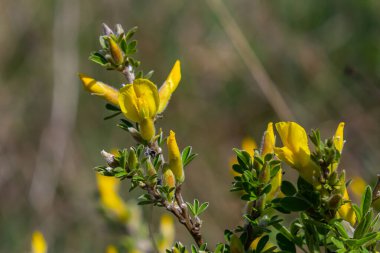 Chamaecytisus ruthenicus blooms in the wild in spring.