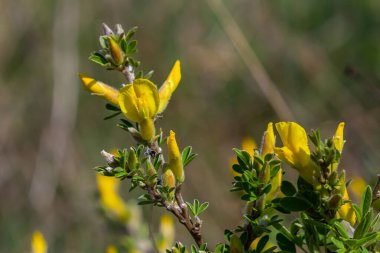 Chamaecytisus ruthenicus blooms in the wild in spring. clipart