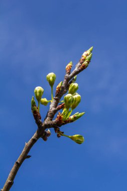 White plum blossom, beautiful white flowers of prunus tree in city garden, detailed macro close up plum branch. White plum flowers in bloom on branch, sweet smell with honey hints.