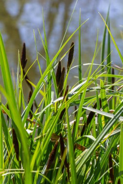 Carex acuta - Palaearctic 'teki nehir ve göllerin kenarlarında yetişen karasal eko-eko-jonlar ıslak, alkali ya da mineral topraklı hafif asit çöküntüleri.