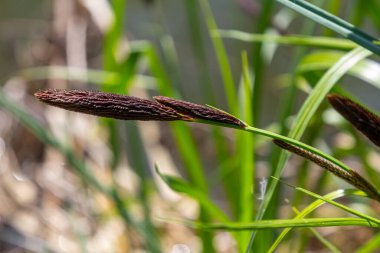Carex acuta - Palaearctic 'teki nehir ve göllerin kenarlarında yetişen karasal eko-eko-jonlar ıslak, alkali ya da mineral topraklı hafif asit çöküntüleri.
