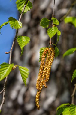 Yeşil yapraklı ve küpeli bir huş ağacı dalı. Bahar çiçekleri ve polenden kaynaklanan alerjiler.