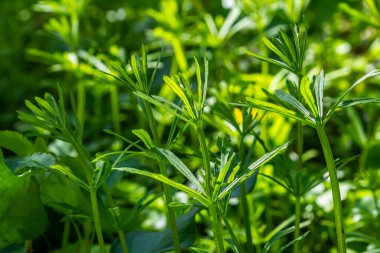 Cleavers Galium aparini geleneksel tıpta idrar söktürücü, lenf sistemi bozukluklarının tedavisinde ve detoksifikatör olarak kullanılmıştır..