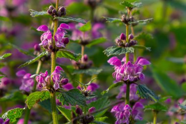 Benekli, ölü lamium maculatum pembe çiçekleri. Bahçedeki şifalı bitkiler.
