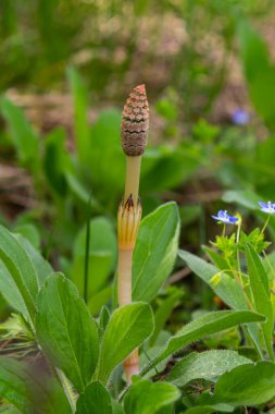 Equisetum arvense, Equisetaceae familyasından uzun ömürlü bir bitki türü. At kuyruğu bitkisi Equisetum Arvense.