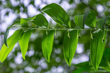 Polygonatum multiflorum flower in meadow, close up .