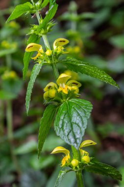 Yellow archangel plant Lamium galeobdolon with flowers and green leaves with white stripes, growing in a forest - Image clipart