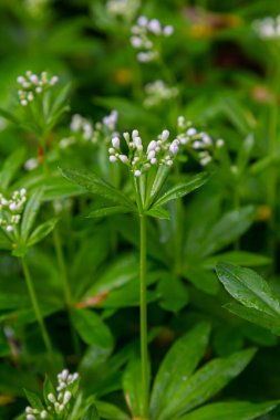Woodruff, Galium odoratum ormanda yetişen bir baharat ve tıbbi bitkidir..