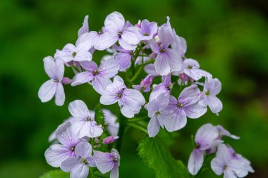 Lunaria rediviva, uzun ömürlü dürüstlük olarak bilinir. Çiçek açmış güzel açık mor çiçekler..