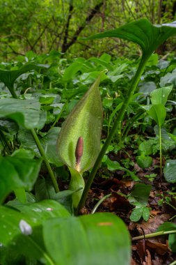 Cuckoopint or Arum maculatum arrow shaped leaf, woodland poisonous plant in family Araceae. arrow shaped leaves. Other names are nakeshead, adder's root, arum, wild arum, arum lily, lords-and-ladies. clipart