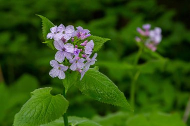 Lunaria rediviva, uzun ömürlü dürüstlük olarak bilinir. Çiçek açmış güzel açık mor çiçekler..