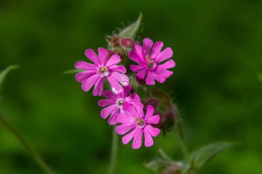 Güzel kırmızıdan pembe kampa. Nichtnelke 'yi hatırlat. Compagnon allığı. Silene dioica.