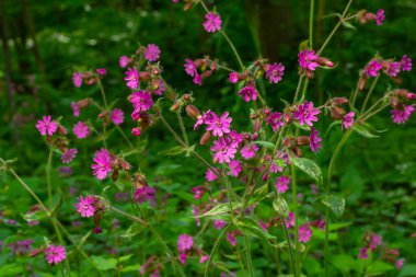 Silene dioica Melandrium rubrum, Caryophyllaceae familyasından bir bitki türü. Kırmızı kafes.