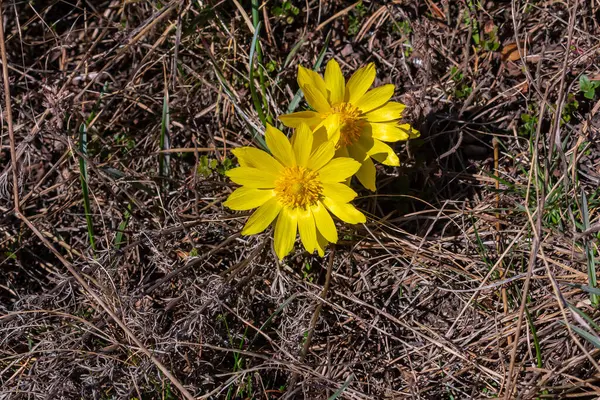 stock image Pheasant's eye, or yellow pheasant's eye Adonis vernalis blooming in spring steppe.