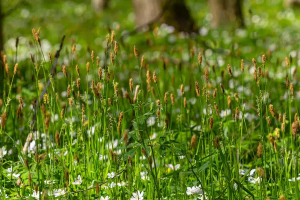 İlkbaharda filizlenen tüylü sedge. Carex pilosa. Cyperaceae Ailesi.