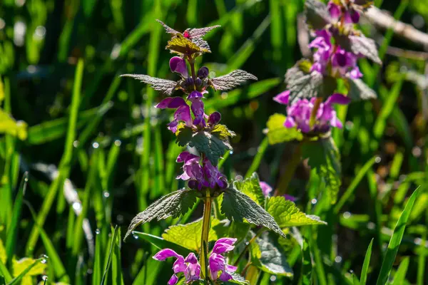 Pink flowers of spotted dead-nettle Lamium maculatum. Medicinal plants in the garden.