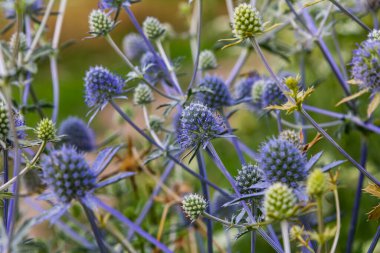 Eryngium Planum veya Mavi Deniz Holly çayırda çiçek yetiştiriyor. Vahşi Bitkiler.