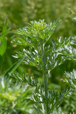 Gümüş yeşili Wormwood arka planda kalır. Artemisia Absinthium, bitkisel mutfak bahçesindeki pelin otu bitkisi, kapat, makro.