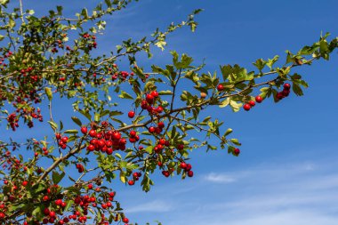 Hawthorn kırmızı böğürtlenleri çalılıklarda yetişir.
