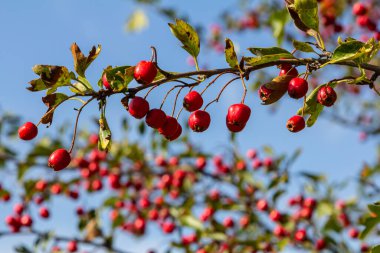 Kırmızı böğürtlenlerle süslenmiş yeşil diken dalları.