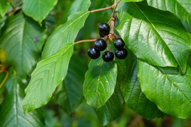 Tedavi edici çalıların yaprakları ve meyveleri Frangula alnus, Rhamnus frangula zehirli siyah ve kırmızı meyvelerle yakın plan.