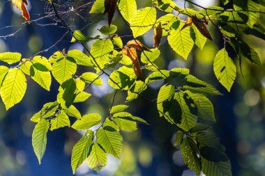 güzel, ahenkli orman detay, Gürgen yaprak ile.
