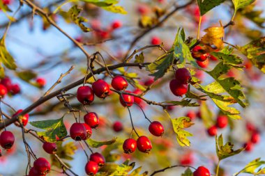 Kırmızı böğürtlenlerle süslenmiş yeşil diken dalları.