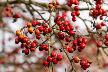 Detaylı bir makro çekim canlı kırmızı şahin çileklerini sonbahar ihtişamında yakalıyor. Bu olgun böğürtlenler sadece güzel değil aynı zamanda tıbbi özelliklere de sahipler..
